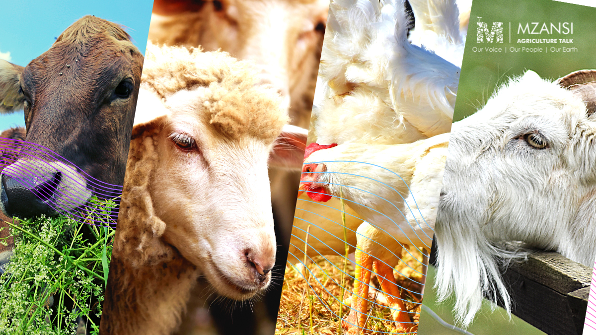 FARMING / LIVESTOCK BY ORDER