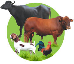 LIVESTOCK BY ORDER