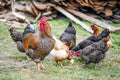 Village Chickens
