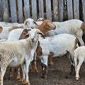SHEEPS