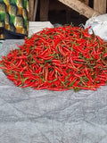 CHILLI PILIPILI