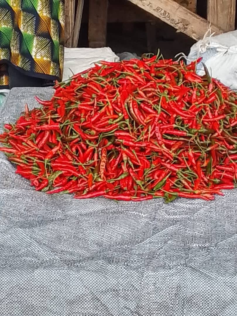 CHILLI PILIPILI