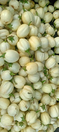 IMPWA MEDA