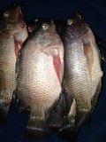 Fresh fish