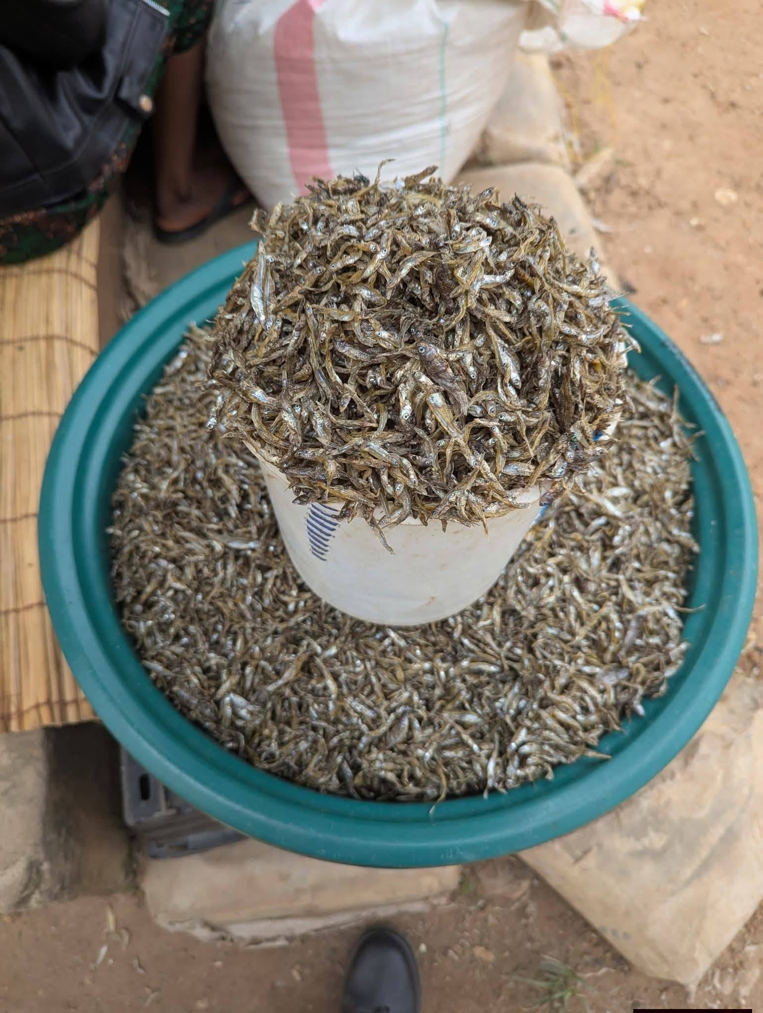 DRY FISH KAPENTA