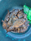 DRY FISH