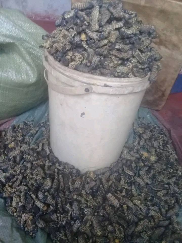 VINKUBALA