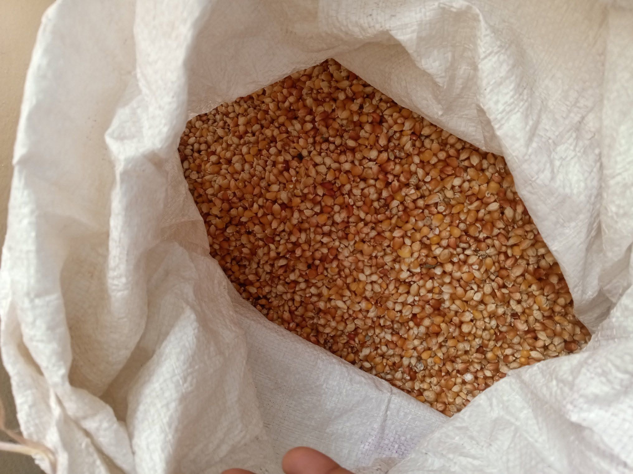 POP CORNS MEDA