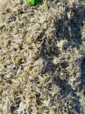 DRY FISH KAPENTA