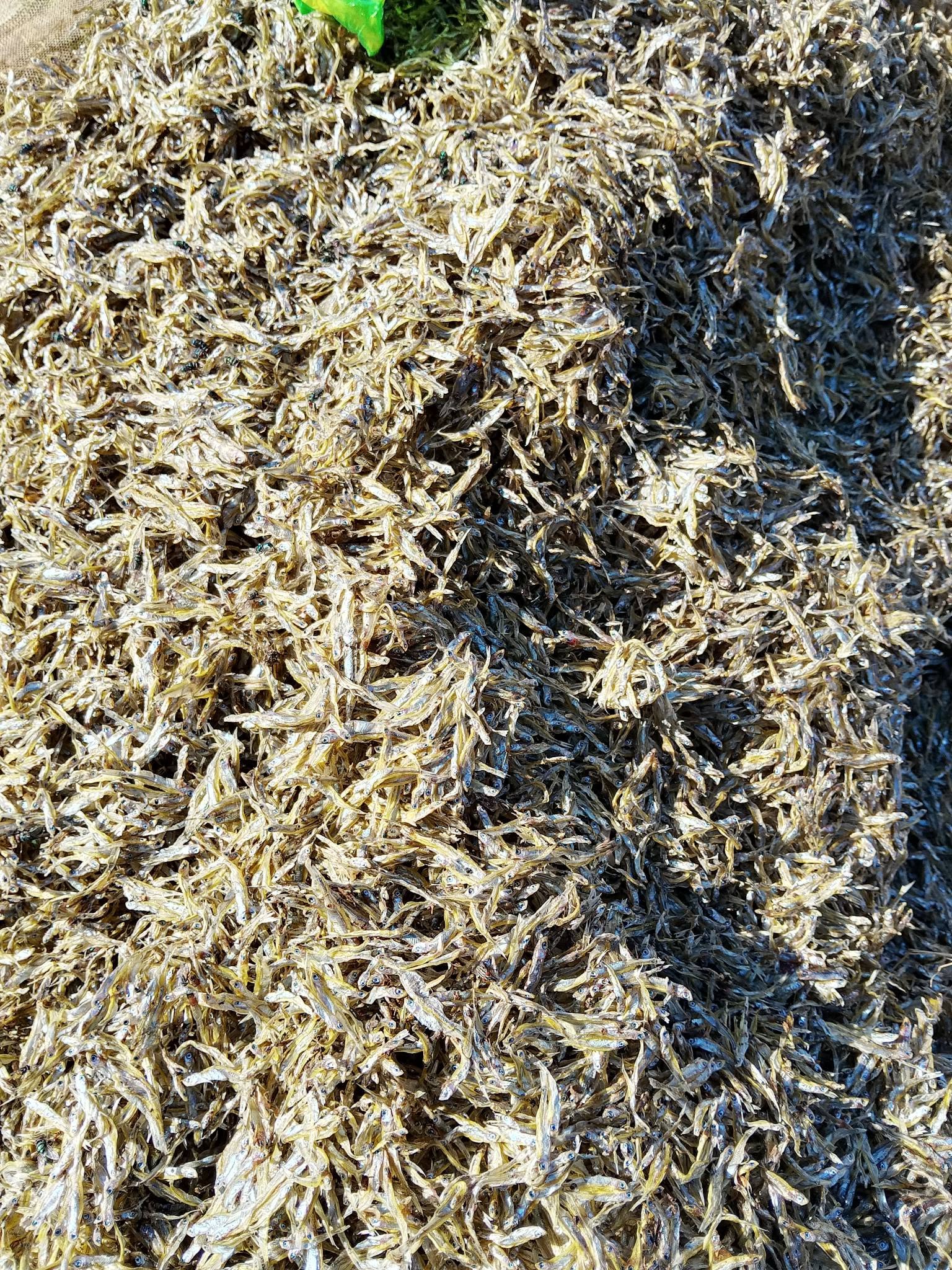 DRY FISH KAPENTA