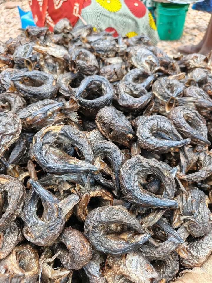 BUGA DRY FISH