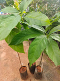 AVOCADO PLANT
