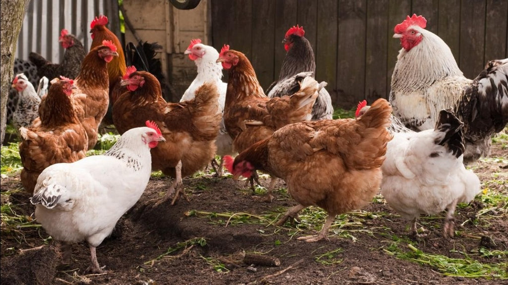 FARMING / LIVESTOCK BY ORDER