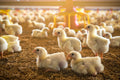 Chicks