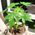 PAPAYA PLANT