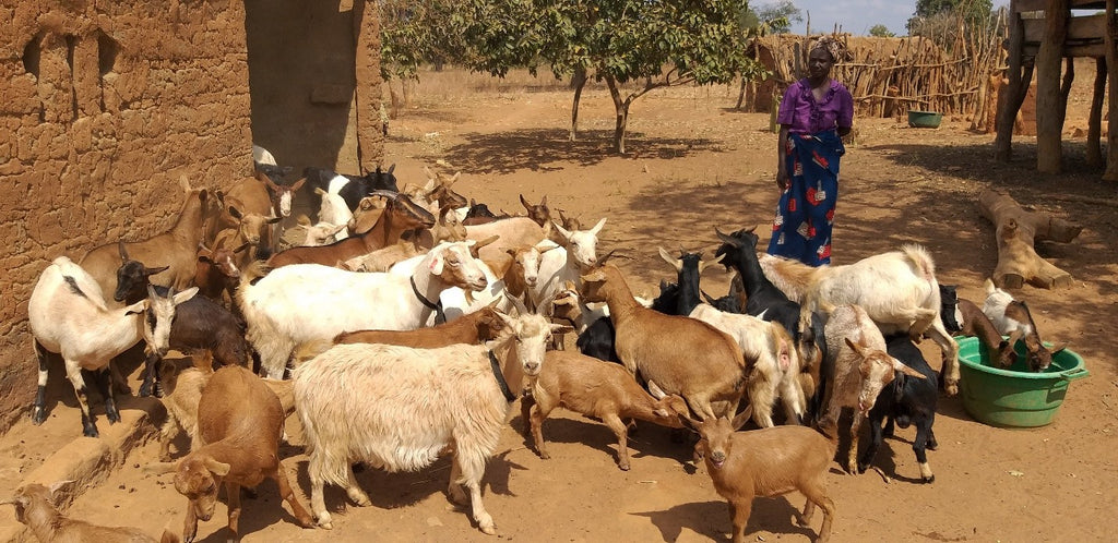 FARMING / LIVESTOCK BY ORDER