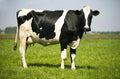 Cattles