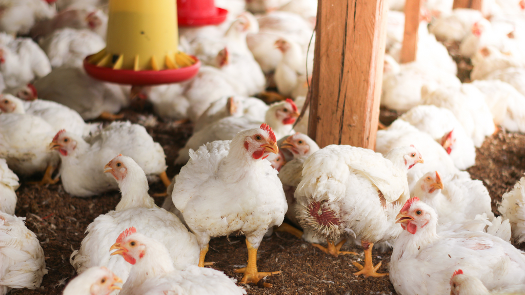 FARMING / LIVESTOCK BY ORDER
