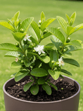 GUAVA PLANT