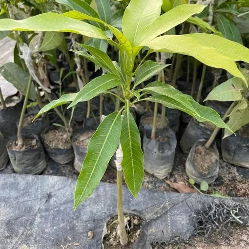 MANGO PLANT