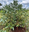 AVO PLANT