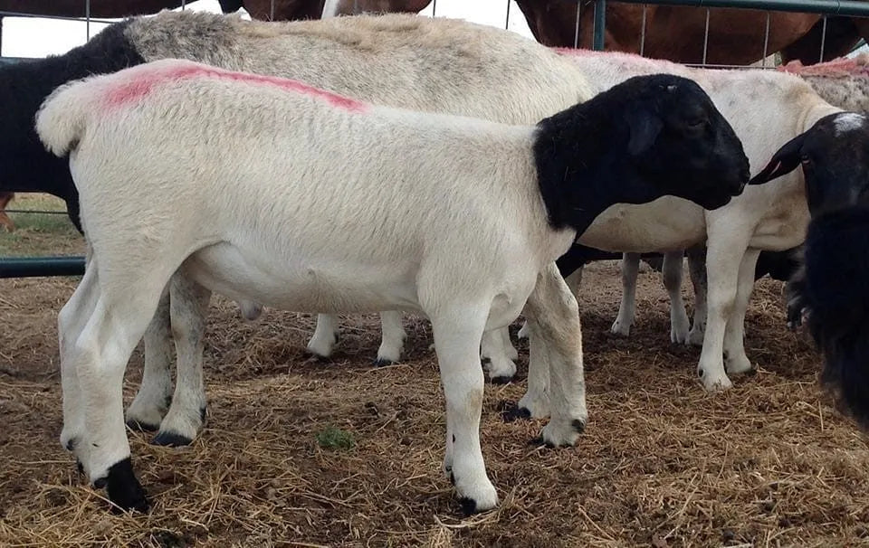 FARMING / LIVESTOCK BY ORDER
