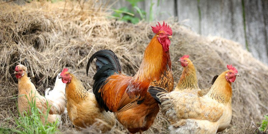 FARMING / LIVESTOCK BY ORDER