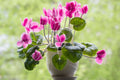 PLANT