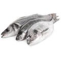 BREAM FISH
