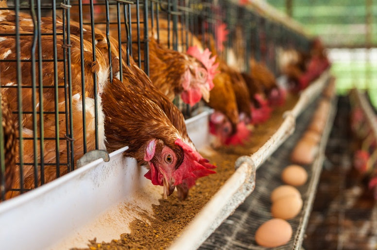 FARMING / LIVESTOCK BY ORDER