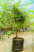 LEMON PLANT