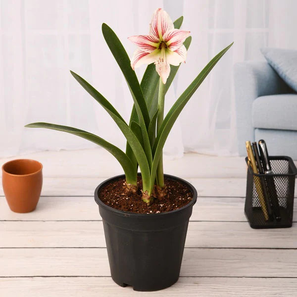 LILY PLANT
