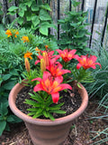 ORANGE LILY PLANT
