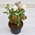 WHITE ROSES